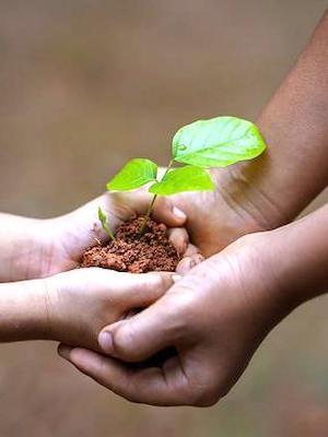 Two sets of hands holding a small plant sprout in soil