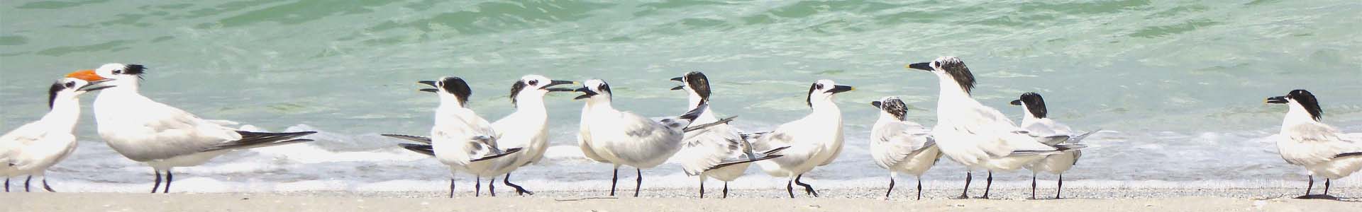 A group of terns on the beach