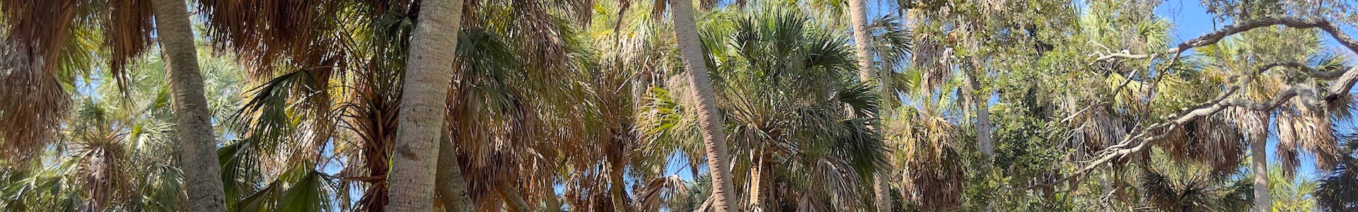 Cabbage Palm ecosystem