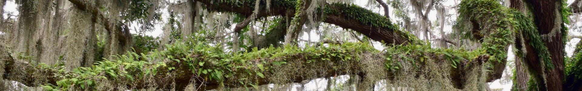 Live oak branches with moss