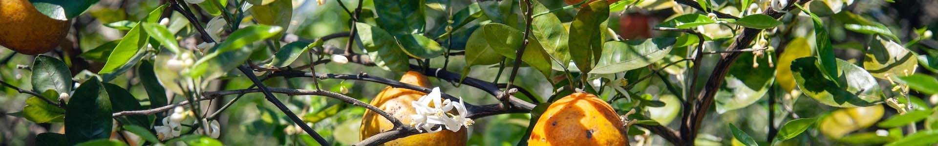 Orange Trees banner for worship & ministry page 