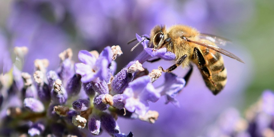 Bee on lavender flowers