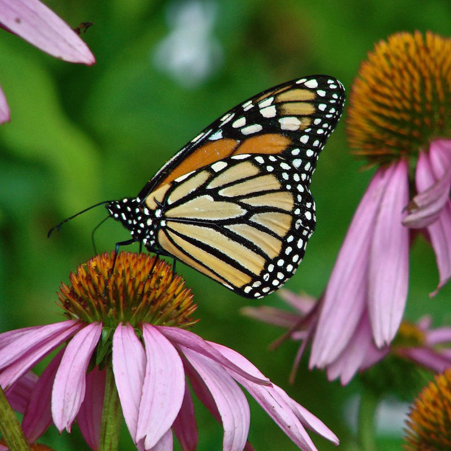 butterfly on flower