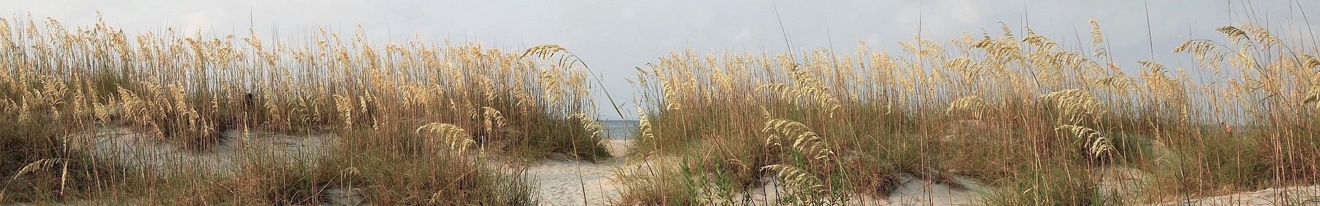 sea oats on dunes