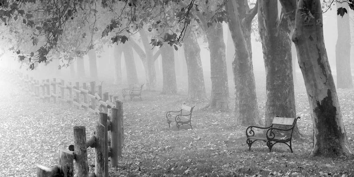 benches in the mist