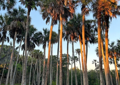 sunrise lighting up palm tree forest